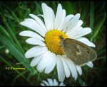 A Common Ringlet on an Oxeye Daisy flower; June 18th, 2008