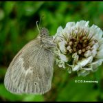 A Common Ringlet on a clover flower; June 18th, 2008