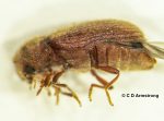 A very small beetle called a Drugstore Beetle, Stegobium paniceum