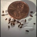 20 Drugstore Beetles beside a US penny for size comparison.