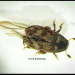 An Eastern Ash Bark Beetle