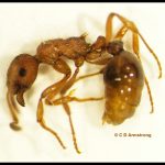 closeup of a European Red Ant / European Fire Ant - from Calais, Maine on June 10th, 2021