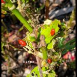 Lily Leaf beetles in Maine - July 5th, 2021