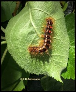 Browntail Moth (late instar caterpillar on a wild apple leaf; Lincolnville Center, ME - 6/5/2019)