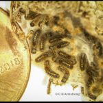 A peek inside a winter nest of Browntail caterpillars with 20-30 healthy individuals (Orono, ME; 3/14/2022)