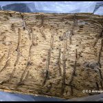Photo of the interior portion of ash bark showing the tunneling and brood chambers carved out by Eastern Ash Bark beetles (Easton, ME; 3/10/2022)