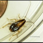 a German Cockroach nymph next to a US penny for scale purposes