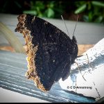 a Mourning Cloak butterfly resting on a porch railing; Etna, ME (July 21st, 2020)