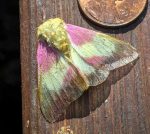 a Rosy Maple Moth (Dryocampa rubicunda) (Etna, ME; 5/27/2021)