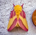 a Rosy Maple moth resting on the side of a house beside a U.S. penny for scale purposes