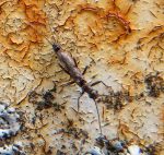 Pair of 'Small Winter Stoneflies' (family Capniidae), Old Town, Maine on March 11th, 2022