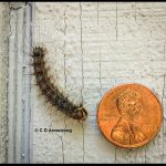 Spongy Moth Caterpillar, Lymantria dispar, in Etna, Maine on June 20th, 2021