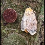 a Spongy Moth female resting on a large maple tree; Dixmont, Maine, 7/12/2021