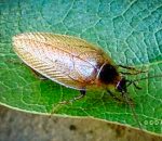 a male Dusky Cockroach (Ectobius lapponicus) (Stetson, Maine; 6/19/2018)