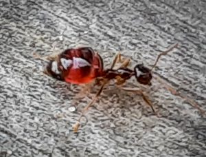Photo of a False Honey Ant, Prenolepis imparis, on a deck in Saco, Maine - April 2022