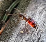 Photo of a False Honey Ant, Prenolepis imparis, on a deck in Saco, Maine - April 2022