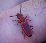 a Red Flat Bark Beetle (Cucujus clavipes) on a person's finger