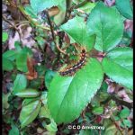 Browntail caterpillar (Euproctis chrysorrhoea) feeding on a rosebush (Etna, ME; 5/25/2022)