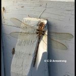 a Fawn Darner dragonfly (Boyeria vinosa) (Etna, ME; 5/19/2022)