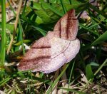 Northern Petrophora Moth (Petrophora subaequaria) (Old Town, ME; 5/10/2022) (Photo credit: courtesy of Edward S. Grew)