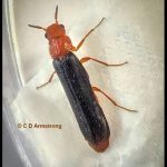 Sapwood Timberworm (Hylecoetus lugubris) (Stetson, ME; 5/23/2022)