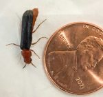 Sapwood Timberworm (Hylecoetus lugubris) next to a penny to show its relative size (Stetson, ME; 5/23/2022)