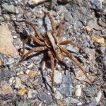 Photo of a Wolf Spider (Hogna frondicola) (Old Town, Maine; 4/24/2022) (Photo credit: courtesy of Edward S. Grew)