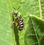 A Bicolored Striped-Sweat bee, Agapostemon virescens, resting on a milkweed plant in South Portland, Maine; June 15th, 2022