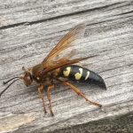 An Eastern Cicada-killer Wasp resting on a deck