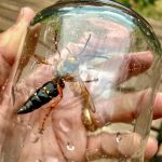 An Eastern Cicada-killer Wasp inside a glass jar