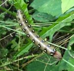 A Galium Sphinx (Bedstraw Sphinx) caterpillar; July 6th, 2022 in Fayette, Maine