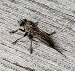 Photo of a robber fly in Maine, Efferia aestuans; photographed on July 17th, 2022