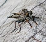Photo of a robber fly in Maine, Efferia aestuans; photographed on July 17th, 2022