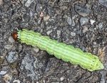 A caterpillar called the Green-striped Mapleworm which turns into the Rosy Maple Moth, Dryocampa rubicunda (Orono, Maine; 7/26/2022) (Photo courtesy of Wendy Morrill)