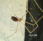 a Cellar Spider photographed in Old Town, Maine on July 23rd, 2022