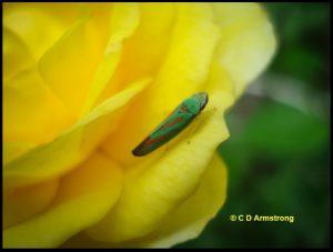 a Red-banded Leafhopper (Graphocephala coccinea) on a yellow rose flower (also called the Candy-striped Leafhopper) (photographed in Etna, Maine on 8/2/2009)