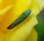 a Red-banded Leafhopper (Graphocephala coccinea) on a yellow rose flower (also called the Candy-striped Leafhopper) (photographed in Etna, Maine on 8/2/2009)
