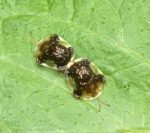 Pair of mating Clavate Tortoise beetles on a potato leaf (Etna, ME; 7/16/2022)