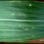 'Shot' damage to a corn leaf caused by European Corn Borer larval feeding