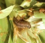 a Fall Armyworm larva at that base of an ear of corn upon which it has been feeding