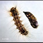 Lymantria dispar (Spongy Moth; mature larva and a pupa)