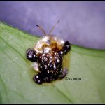 photo of a Clavate Tortoise Beetle (Helocassis clavata)