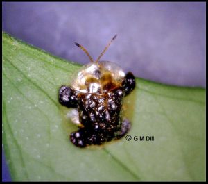 photo of a Clavate Tortoise Beetle (Helocassis clavata)