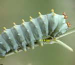 a Cecropia caterpillar resting on a plant stem