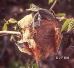 a cecropia moth cocoon attached to the branch of a birch tree
