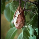 a Cecropia moth cocoon in the canopy of an apple tree