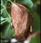 a cecropia moth cocoon hanging down in the canopy of an apple tree