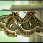 a mating pair of cecropia moths