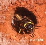 Example of a female Potter wasp (likely Ancistrocerus gazella) situated at the entrance of her nest
