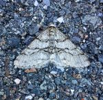 a Half-Wing geometer moth (Phigalia titea) (resting on a sidewalk in Orono, ME; 4/14/2023)